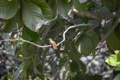 Amazilis amazilia amazilia