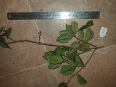 Eugenia reinwardtiana