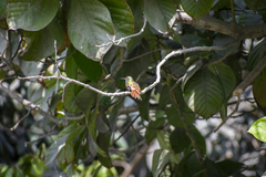 Amazilis amazilia amazilia