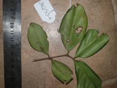 Eugenia reinwardtiana