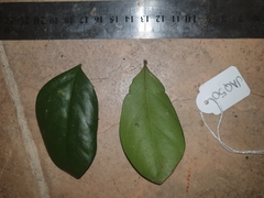 Eugenia reinwardtiana