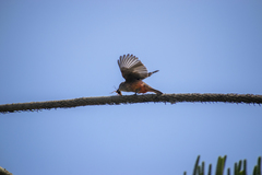 Pyrocephalus rubinus