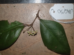 Eugenia reinwardtiana