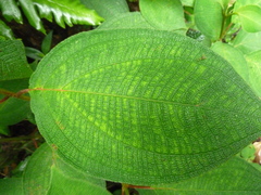 Miconia multiplinervia