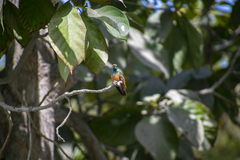 Amazilis amazilia amazilia