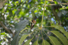 Amazilis amazilia amazilia