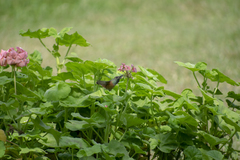 Amazilis amazilia amazilia