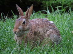 Sylvilagus floridanus