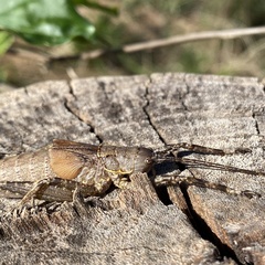 Meroncidius flavolimbatus