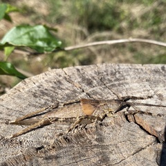 Meroncidius flavolimbatus