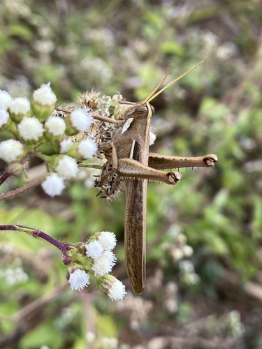 Schistocerca flavofasciata