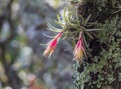 Tillandsia erubescens