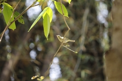 Phylloscopus occipitalis