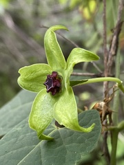 Gonolobus uniflorus