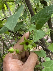 Gonolobus uniflorus