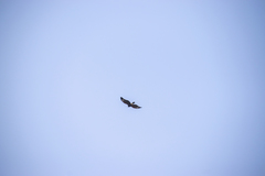 Parabuteo unicinctus