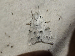 Acronicta vulpina