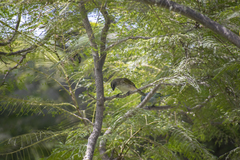 Saltator striatipectus