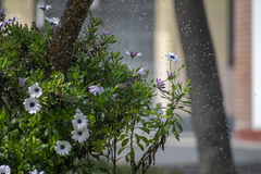 Conirostrum cinereum