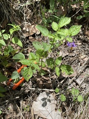 Solanum demissum