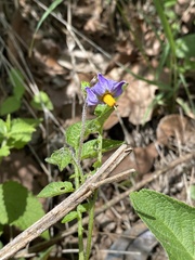 Solanum demissum