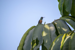 Amazilis amazilia amazilia