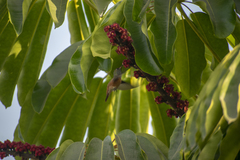 Amazilis amazilia amazilia