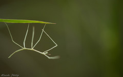 Cladoxerus