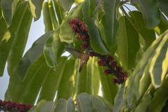 Amazilis amazilia amazilia