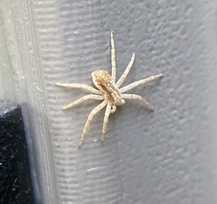 Philodromus dispar