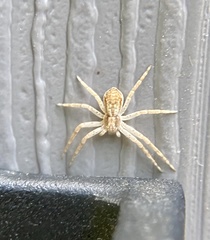 Philodromus dispar