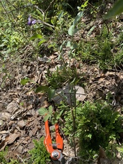 Solanum demissum