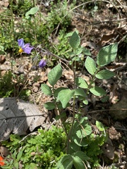 Solanum demissum