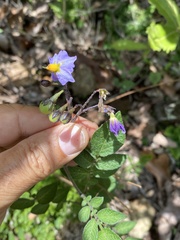 Solanum demissum