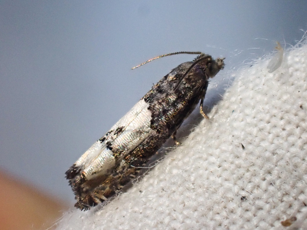 Eucosma oregonensis