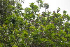 Saltator striatipectus