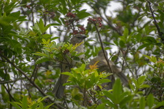 Saltator striatipectus