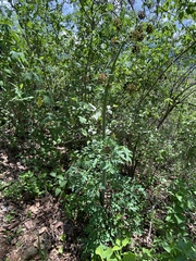 Prionosciadium thapsoides