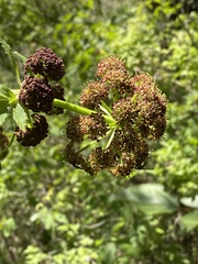 Prionosciadium thapsoides