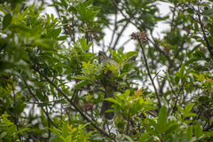 Saltator striatipectus