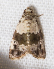 Maliattha signifera