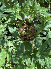 Prionosciadium thapsoides