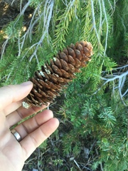 Picea breweriana