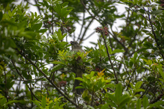 Saltator striatipectus