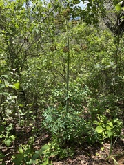 Prionosciadium thapsoides