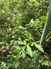 Prionosciadium thapsoides
