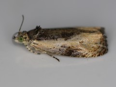 Olethreutes nigranum