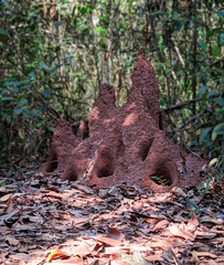 Cornitermes bequaerti