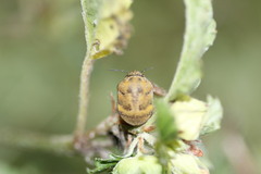 Orsilochides stictica