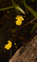 Utricularia gibba